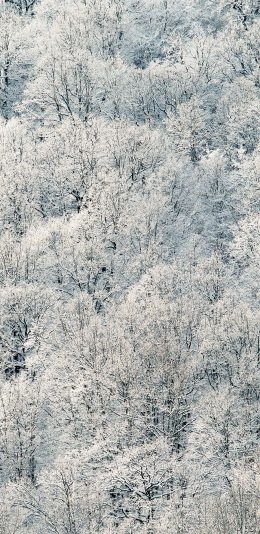 [2436x1125]冬季 冬天 雪 树木  白色 苹果手机壁纸图片