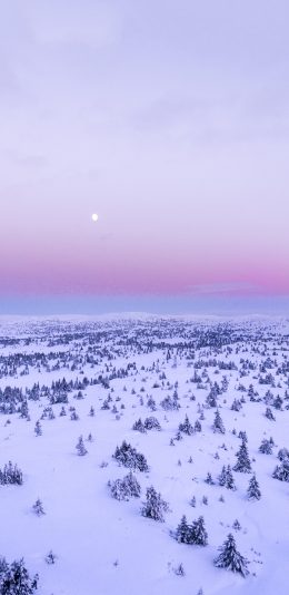 [2436x1125]冬季 冬天 雪地 树木 苹果手机壁纸图片