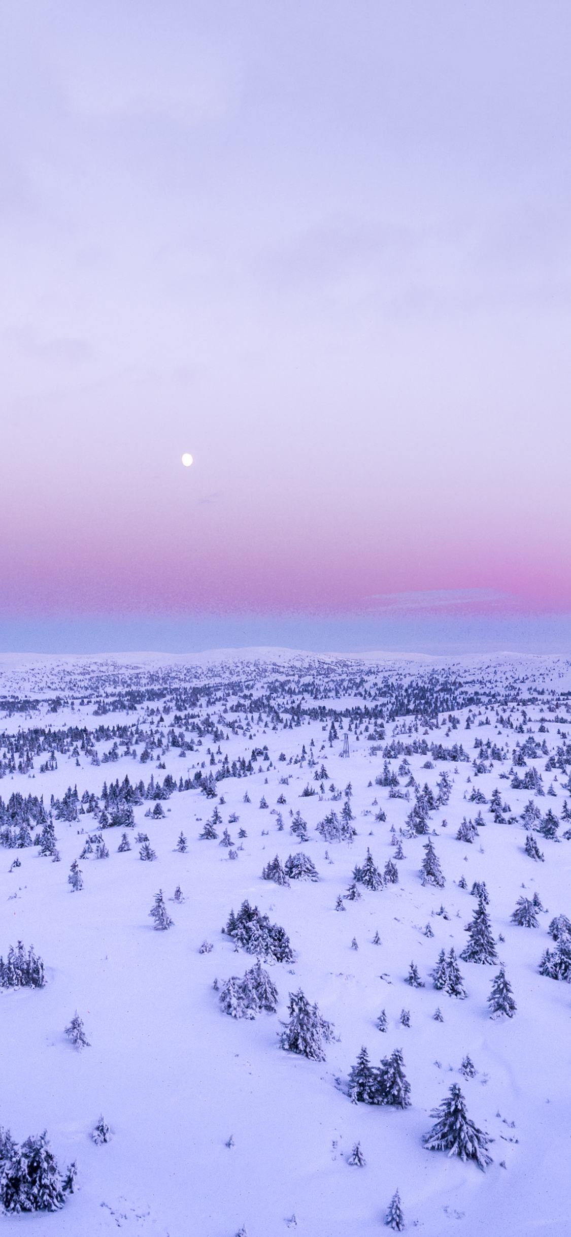 [2436×1125]冬季 冬天 雪地 树木 苹果手机壁纸图片