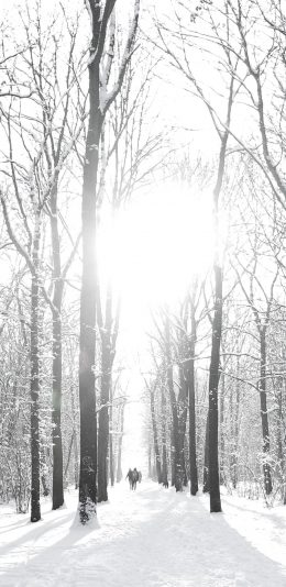 [2436x1125]冬季 冬天 雪地 树木 白 苹果手机壁纸图片