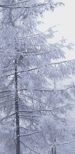 [2436x1125]冬季 树木 雪 寒冷 苹果手机壁纸图片