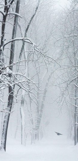 [2436x1125]冬季 树林 白雪覆盖 美景 苹果手机壁纸图片