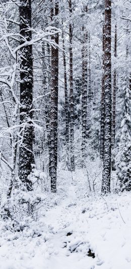 [2436x1125]冬季 美景 树林 白雪覆盖 苹果手机壁纸图片