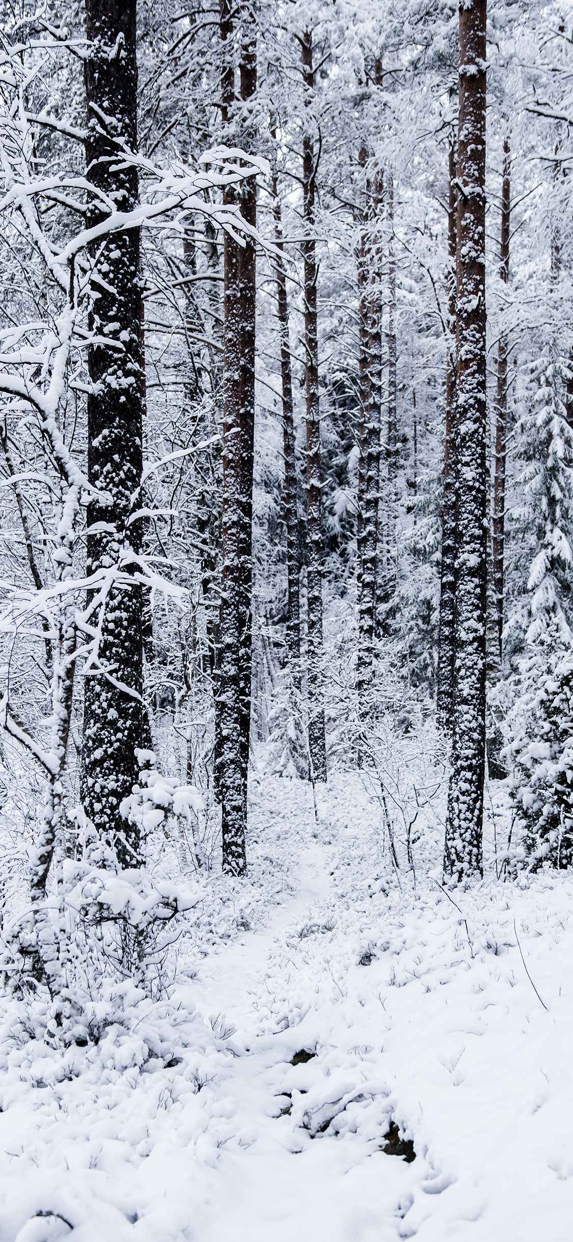 [2436×1125]冬季 美景 树林 白雪覆盖 苹果手机壁纸图片