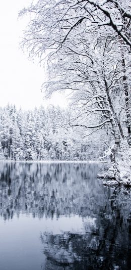 [2436x1125]冬季 美景 湖泊 树木 白雪覆盖
