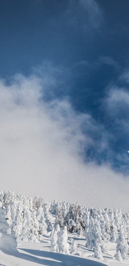 [2436x1125]冬季 郊外 雪景 覆盖 唯美 苹果手机壁纸图片