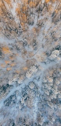 [2436x1125]冬季 雪地 树林 树林 航拍 苹果手机壁纸图片