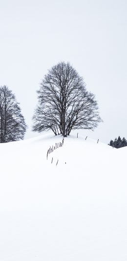 [2436x1125]冬季 雪地 白雪覆盖 树木 苹果手机壁纸图片