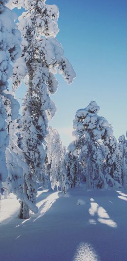[2436x1125]冬季 雪地 白雪覆盖 树木 唯美 苹果手机壁纸图片