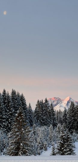 [2436x1125]冬季 雪地 美景 树木 白雪覆盖 苹果手机壁纸图片