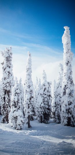 [2436x1125]冬季 雪景 树木 唯美 苹果手机壁纸图片