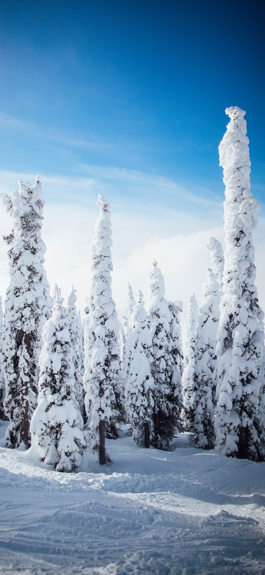 [2436×1125]冬季 雪景 树木 唯美 苹果手机壁纸图片