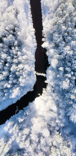 [2436x1125]冬季 雪景 树木 白雪覆盖 唯美