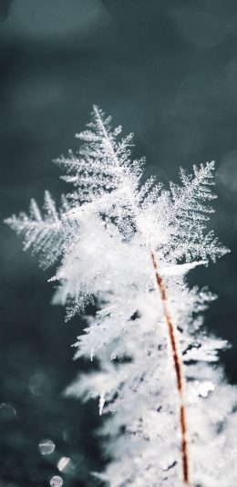 [2436x1125]冬季 雪花 结晶 剔透 苹果手机壁纸图片