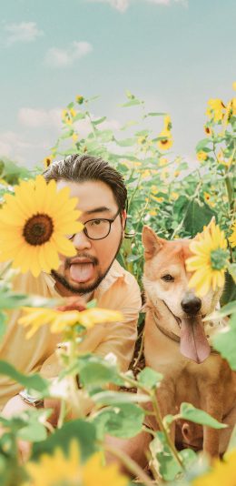 [2436x1125]向日葵 葵花 狗 宠物 苹果手机壁纸图片