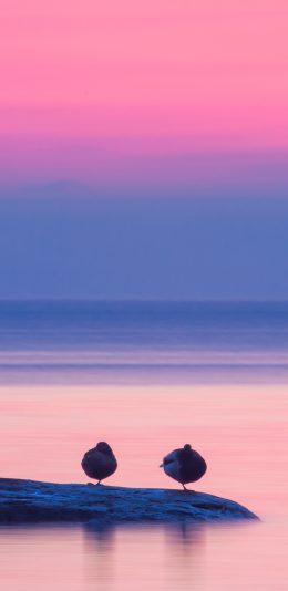 [2436x1125]唯美 海景 飞鸟 栖息 苹果手机壁纸图片