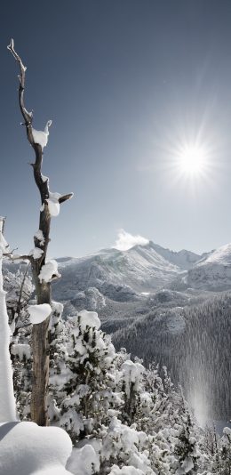 [2436x1125]唯美 雪景 自然 阳光 枯木 苹果手机壁纸图片