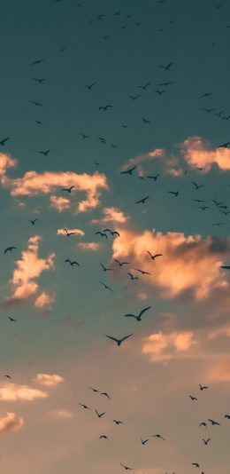 [2436x1125]唯美天空 大雁纷飞 自然美景 苹果手机壁纸图片