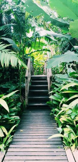 [2436x1125]园林 木板路 植株 绿植 自然 苹果手机壁纸图片