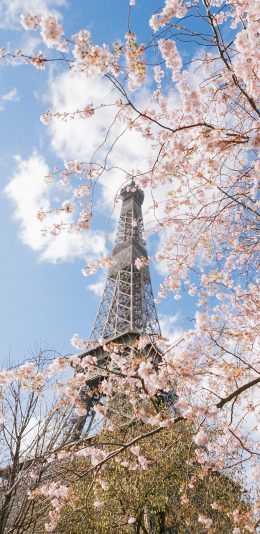 [2436x1125]埃菲尔铁塔 法国 巴黎 樱花 建筑 苹果手机壁纸图片