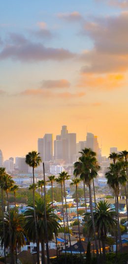 [2436x1125]城市 太阳 景色 椰树 黄昏 苹果手机壁纸图片