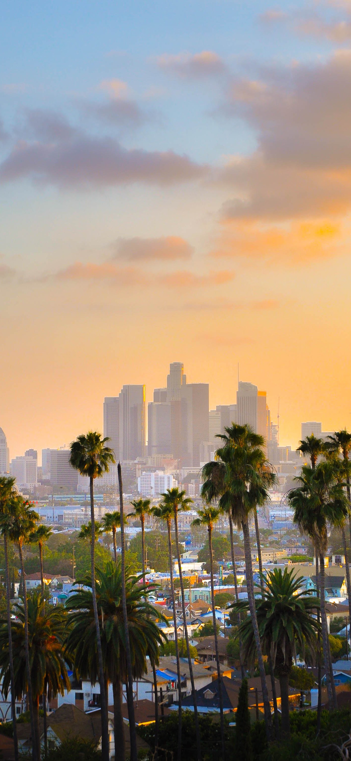 [2436×1125]城市 太阳 景色 椰树 黄昏 苹果手机壁纸图片