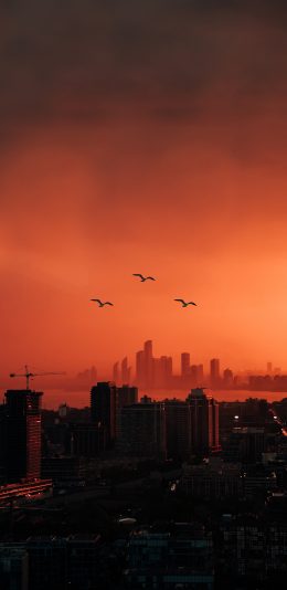[2436x1125]城市 晚霞 飞鸟 唯美 苹果手机壁纸图片