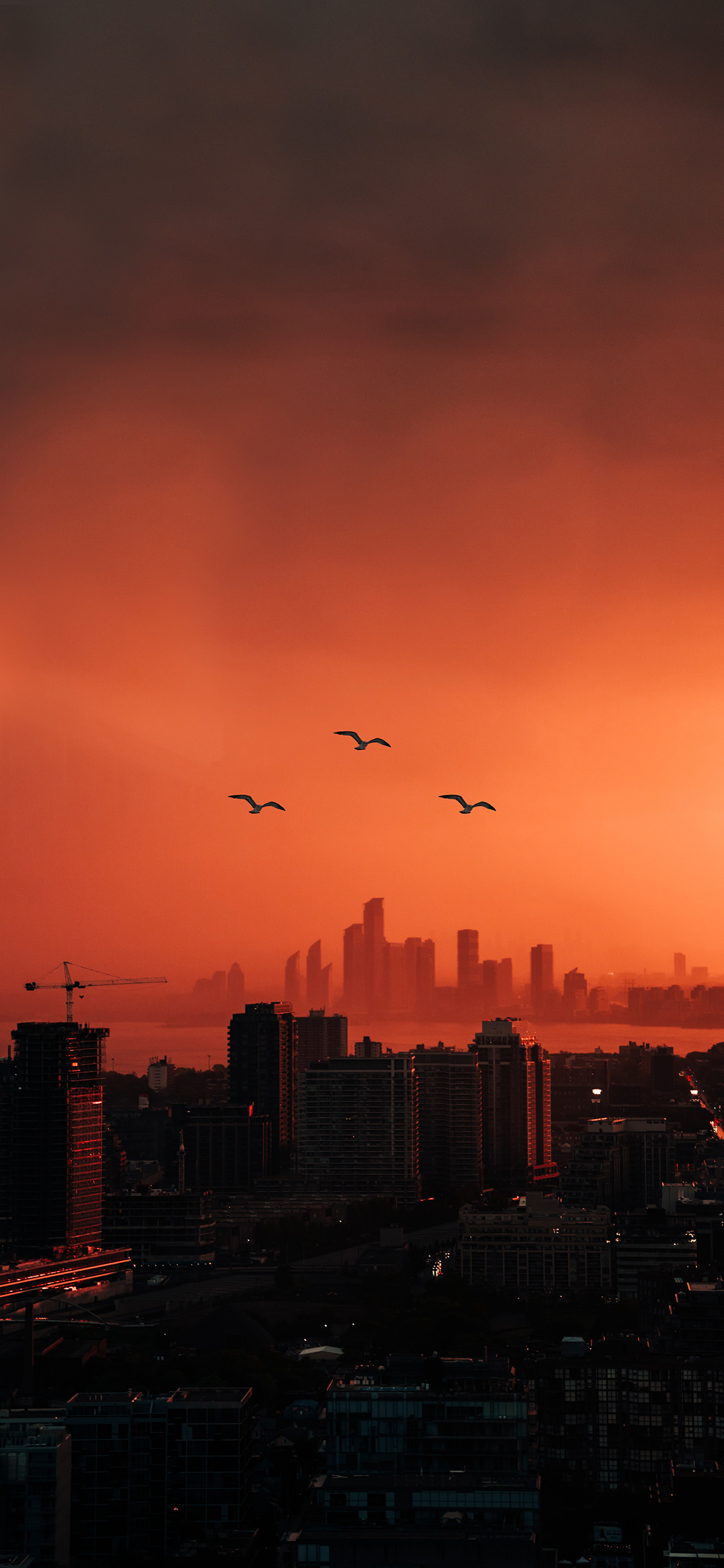 [2436×1125]城市 晚霞 飞鸟 唯美 苹果手机壁纸图片