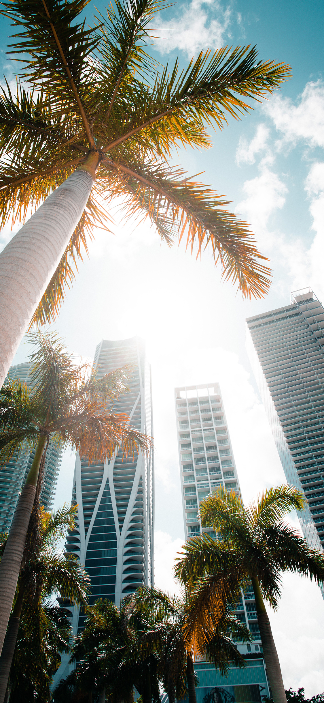 [2436×1125]城市 椰树 建筑 大厦 苹果手机壁纸图片