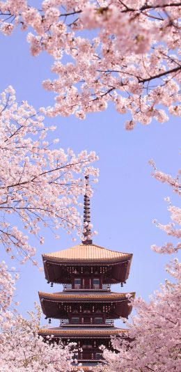 [2436x1125]塔 樱花 建筑 枝头 盛开 鲜花 苹果手机壁纸图片