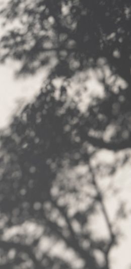 [2436x1125]墙壁 树木 影子 阳光 树影 苹果手机壁纸图片