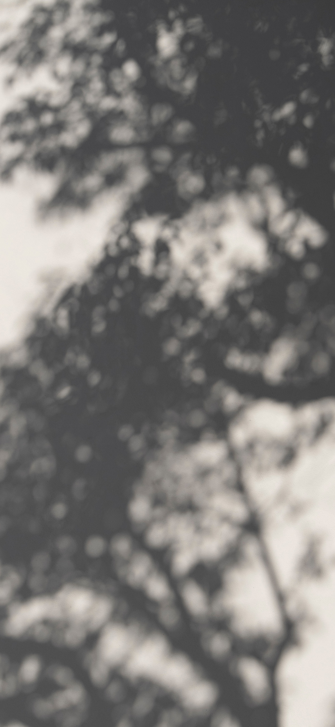 [2436×1125]墙壁 树木 影子 阳光 树影 苹果手机壁纸图片