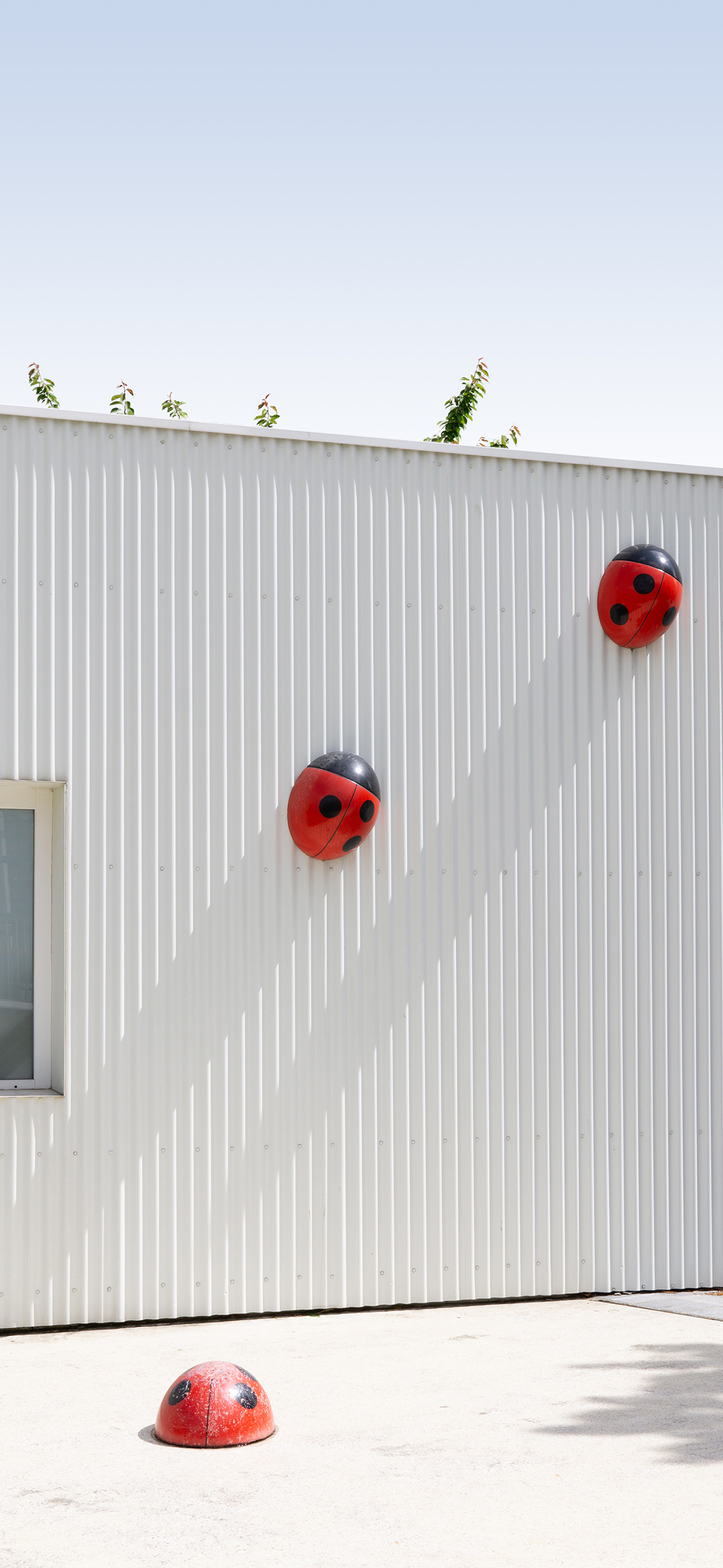 [2436×1125]墙壁 装饰 七星瓢虫 苹果手机壁纸图片