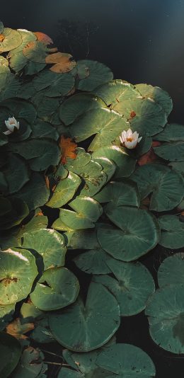 [2436x1125]夏日 荷塘 荷叶 荷花 苹果手机壁纸图片