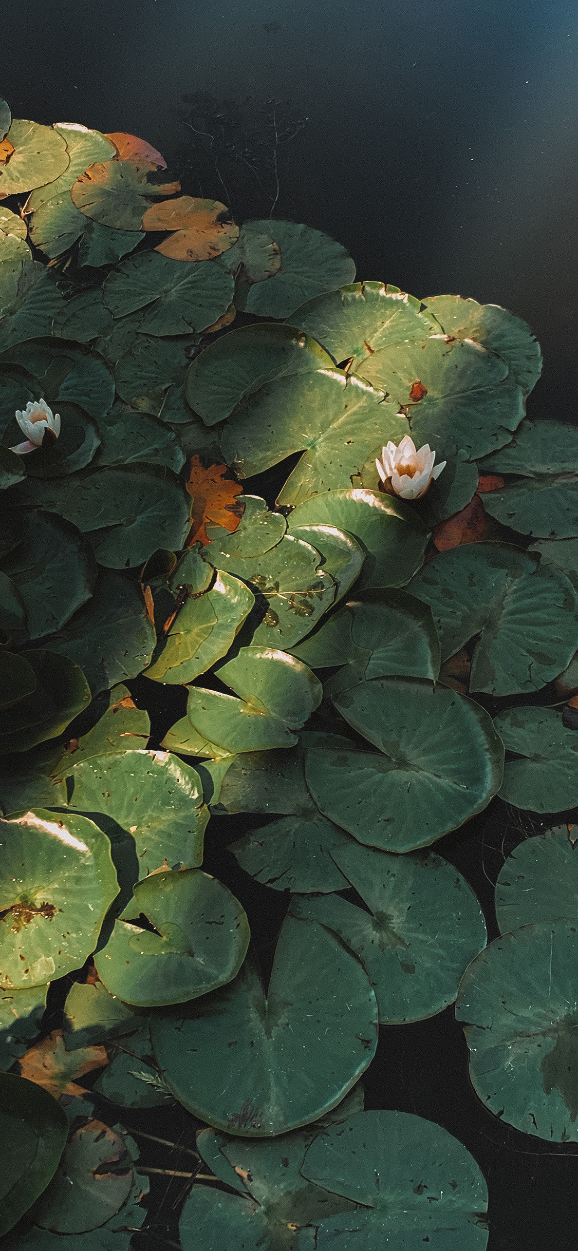 [2436×1125]夏日 荷塘 荷叶 荷花 苹果手机壁纸图片