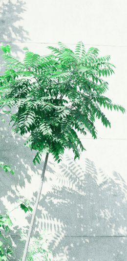 [2436x1125]夏日 阳光 树木 植物 清新 苹果手机壁纸图片