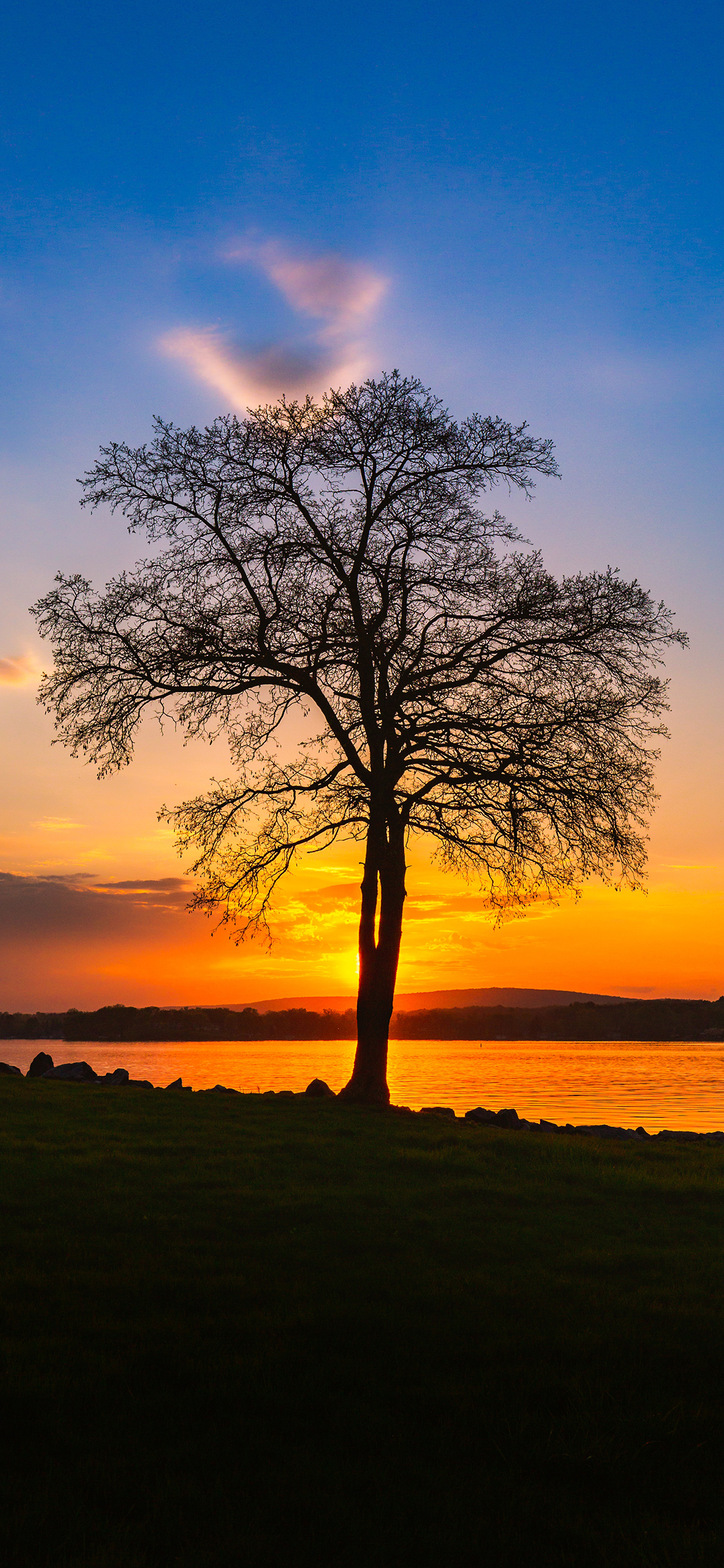 [2436×1125]夕阳 树木 天空 渐变 苹果手机壁纸图片