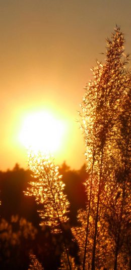 [2436x1125]夕阳 落日美景 芦苇 苹果手机壁纸图片