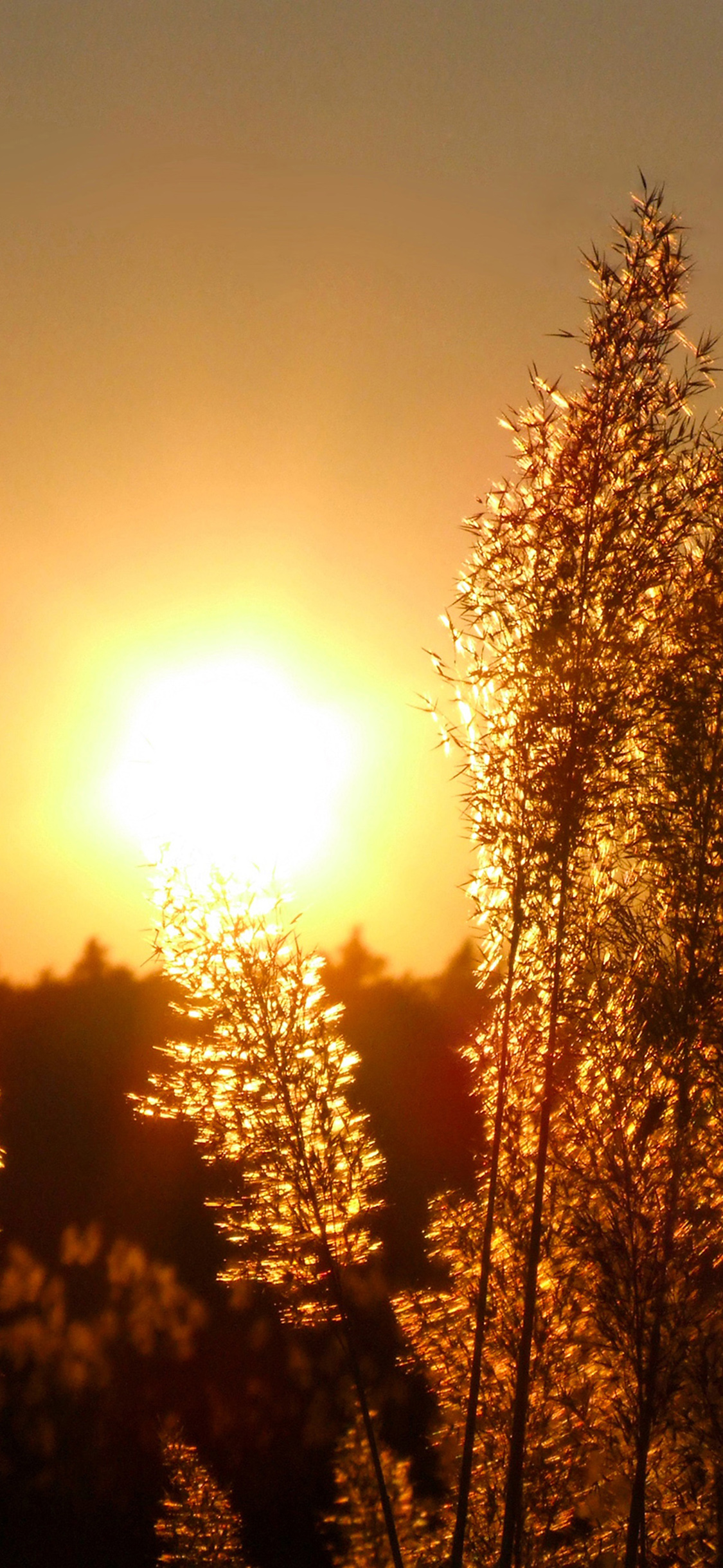 [2436×1125]夕阳 落日美景 芦苇 苹果手机壁纸图片