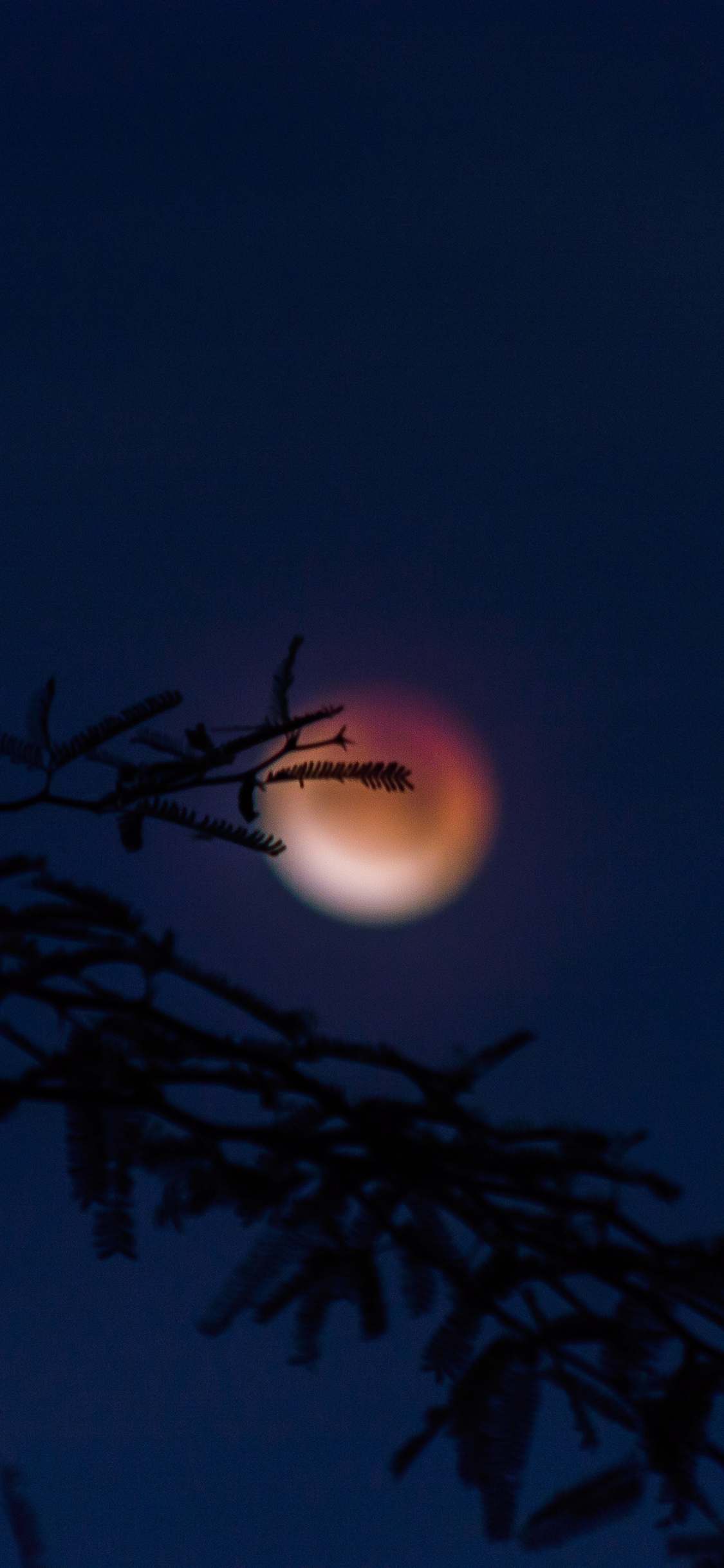 [2436×1125]夜晚 天空 红月 树木 苹果手机壁纸图片