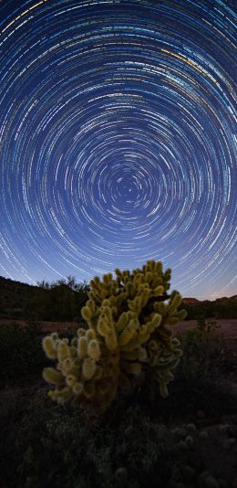 [2436x1125]夜晚 星空 星轨 光圈 植物 苹果手机壁纸图片