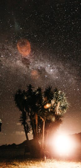 [2436x1125]夜晚 星空 树木 夜景 苹果手机壁纸图片