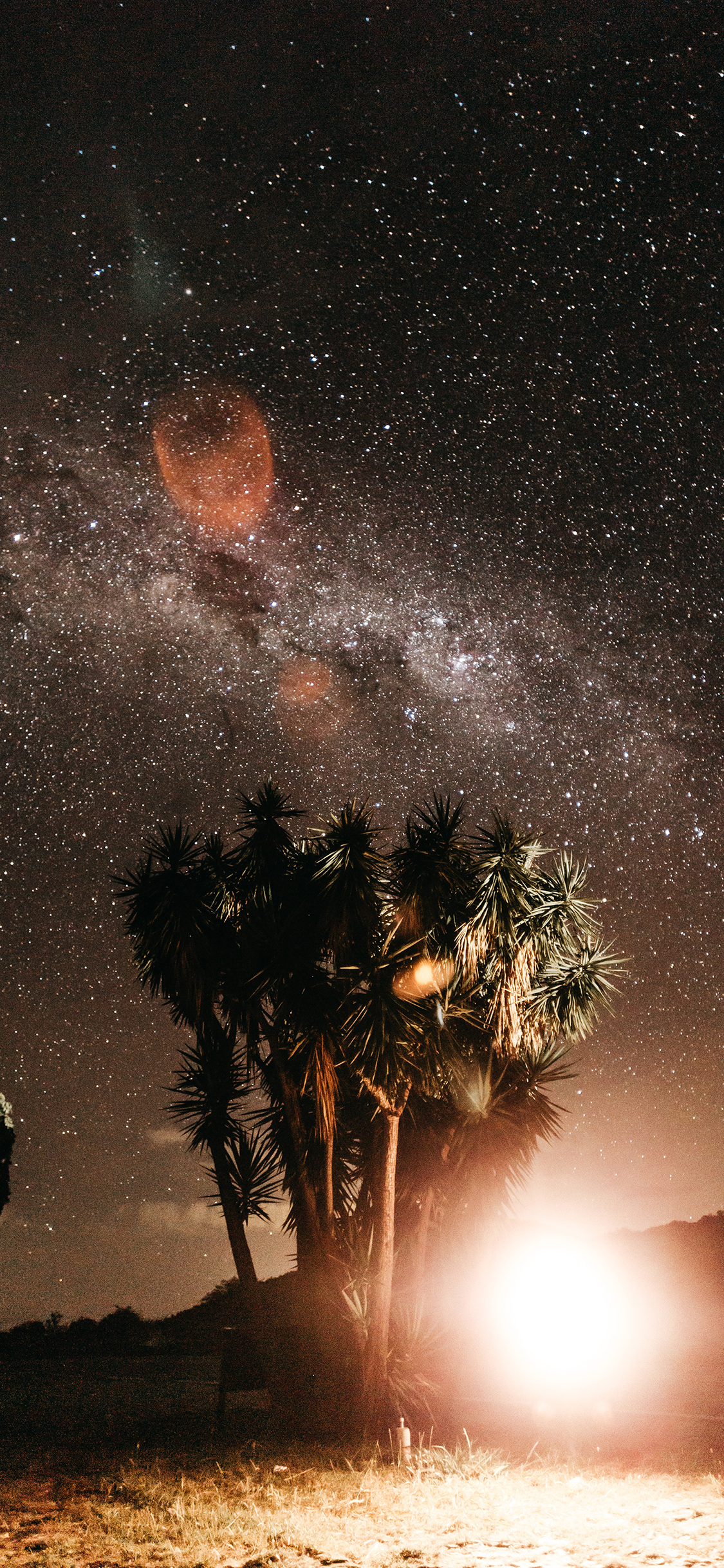 [2436×1125]夜晚 星空 树木 夜景 苹果手机壁纸图片