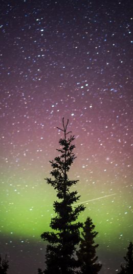 [2436x1125]夜晚 星空夜景 极光 树木 苹果手机壁纸图片