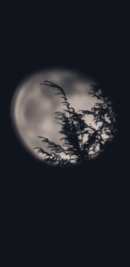 [2436x1125]夜晚 月亮 树木 影子 夜景 苹果手机壁纸图片