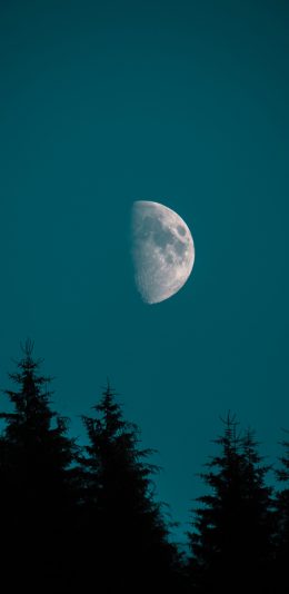 [2436x1125]夜晚 月亮 树林 夜空 苹果手机壁纸图片