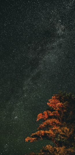 [2436x1125]夜晚 树木 星空 璀璨 苹果手机壁纸图片