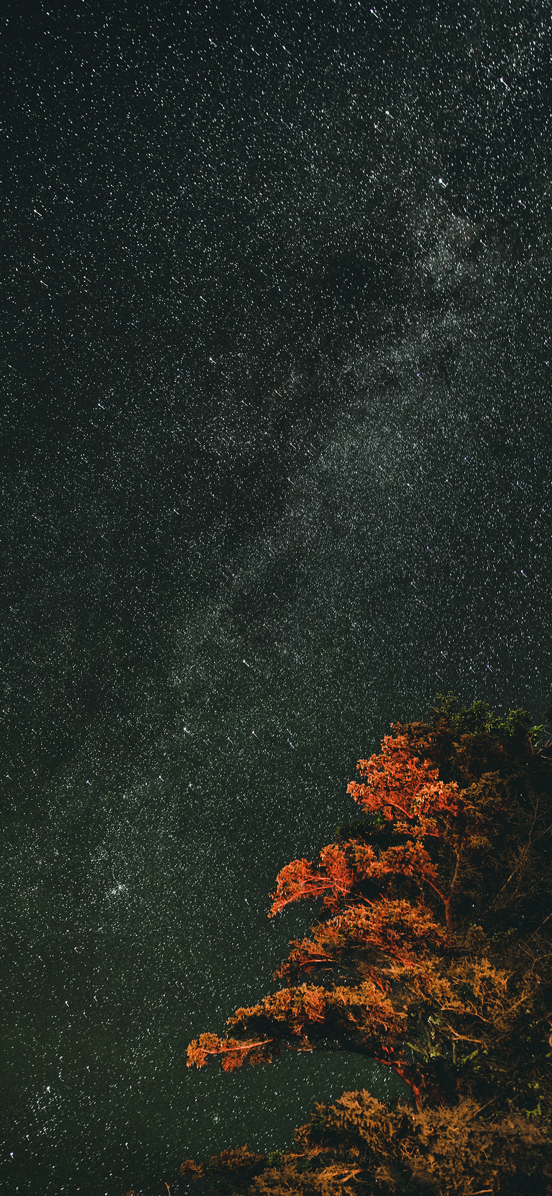 [2436×1125]夜晚 树木 星空 璀璨 苹果手机壁纸图片