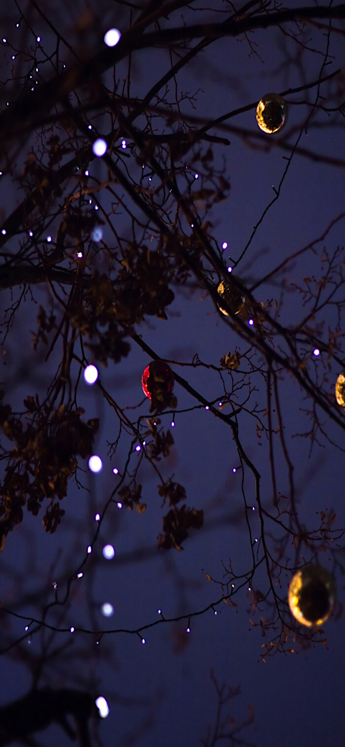[2436×1125]夜晚 树木 枝丫 挂灯 灯饰 苹果手机壁纸图片
