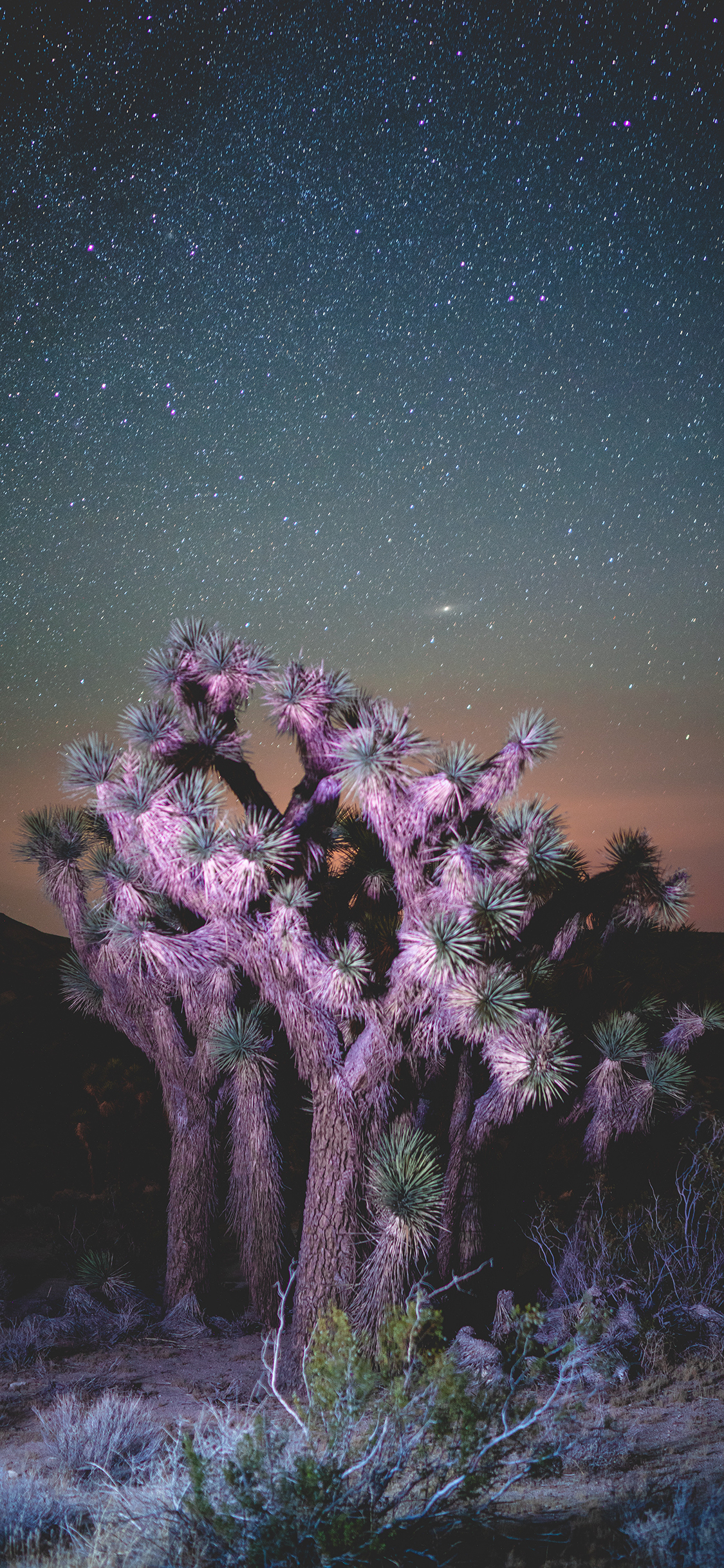 [2436×1125]夜晚 灯光 星空 树木 苹果手机壁纸图片